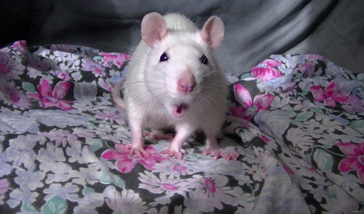 Розовая крыса