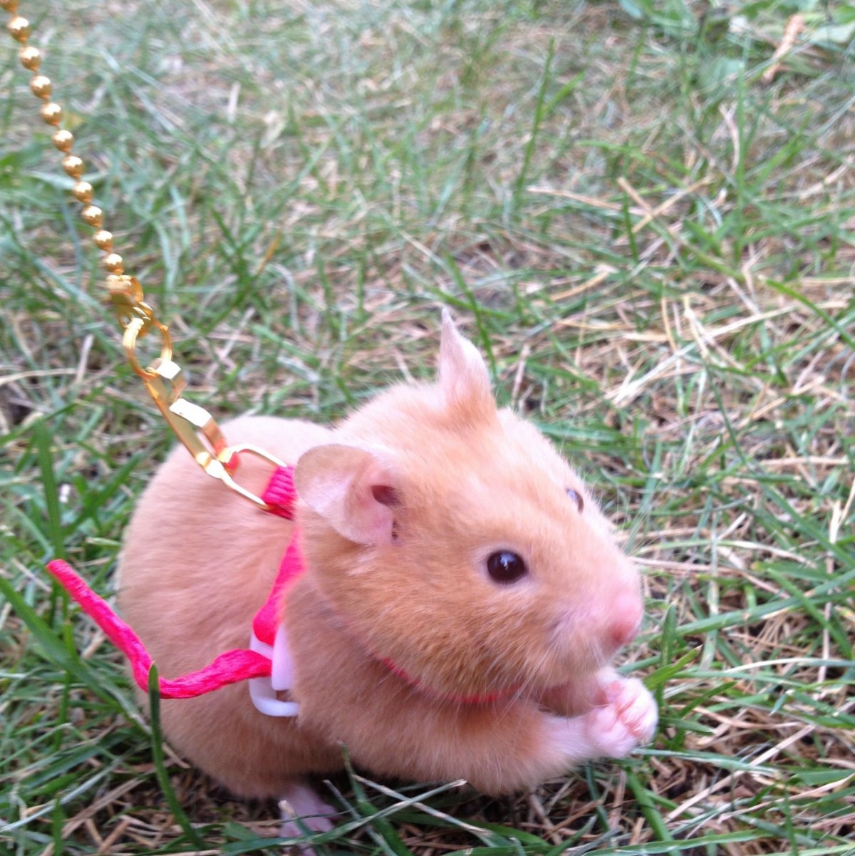 Розовый хомяк