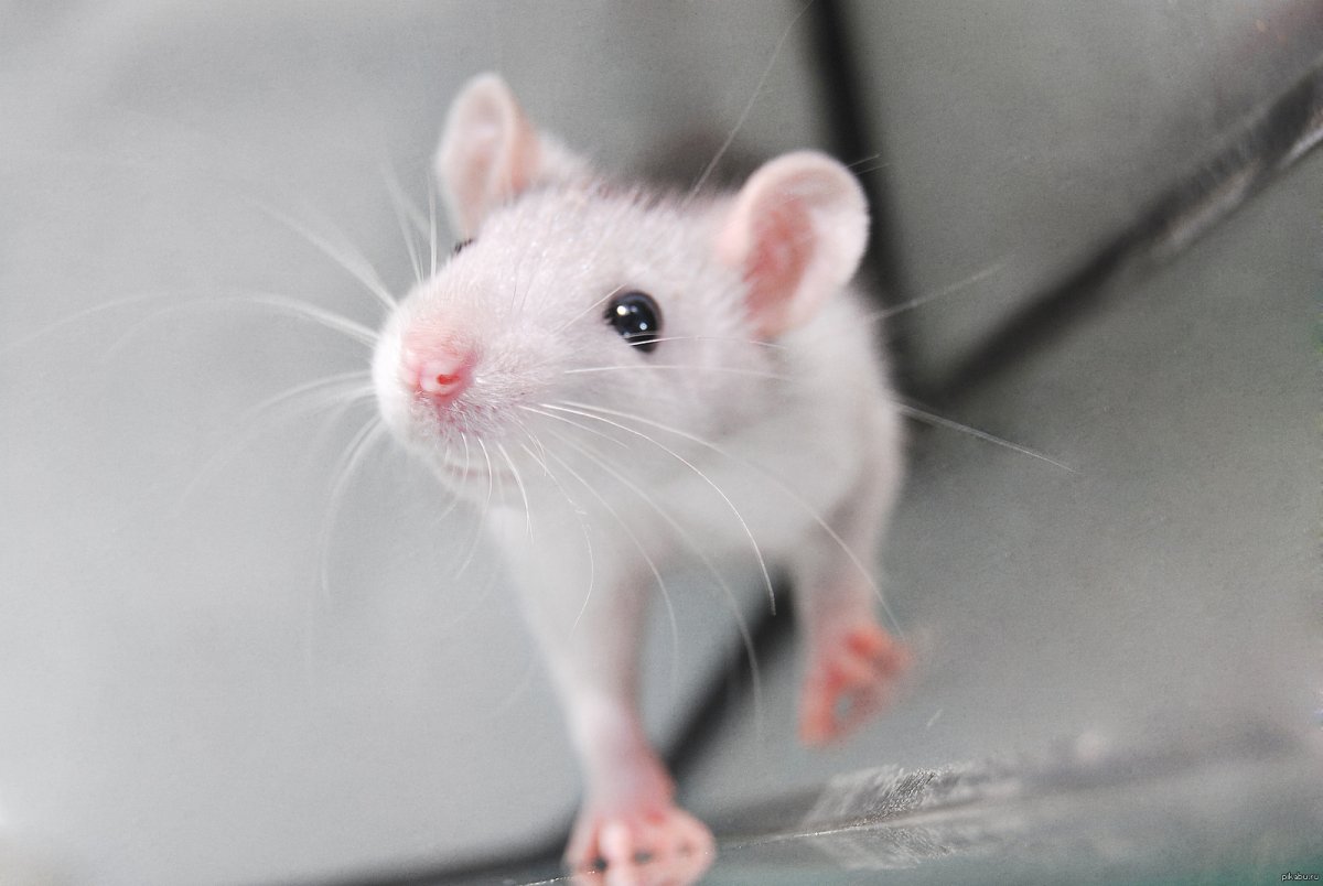 Крыса с пушистым хвостом