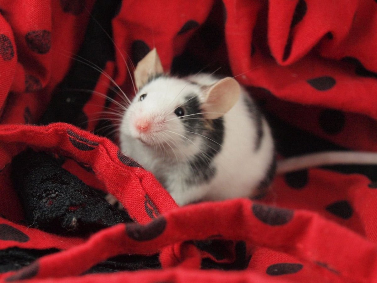 Милые крысы