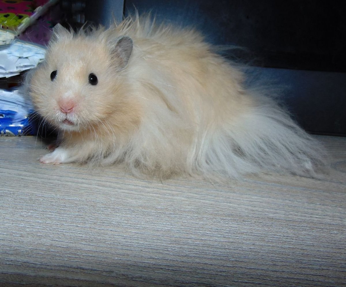 Хомяк сирийский белый ангорский