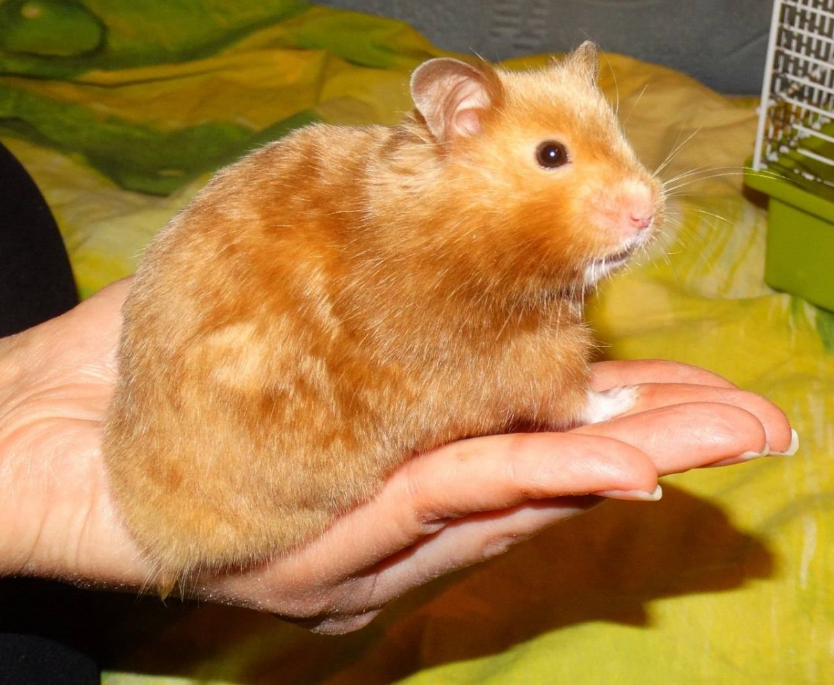 Сирийский хомяк большой
