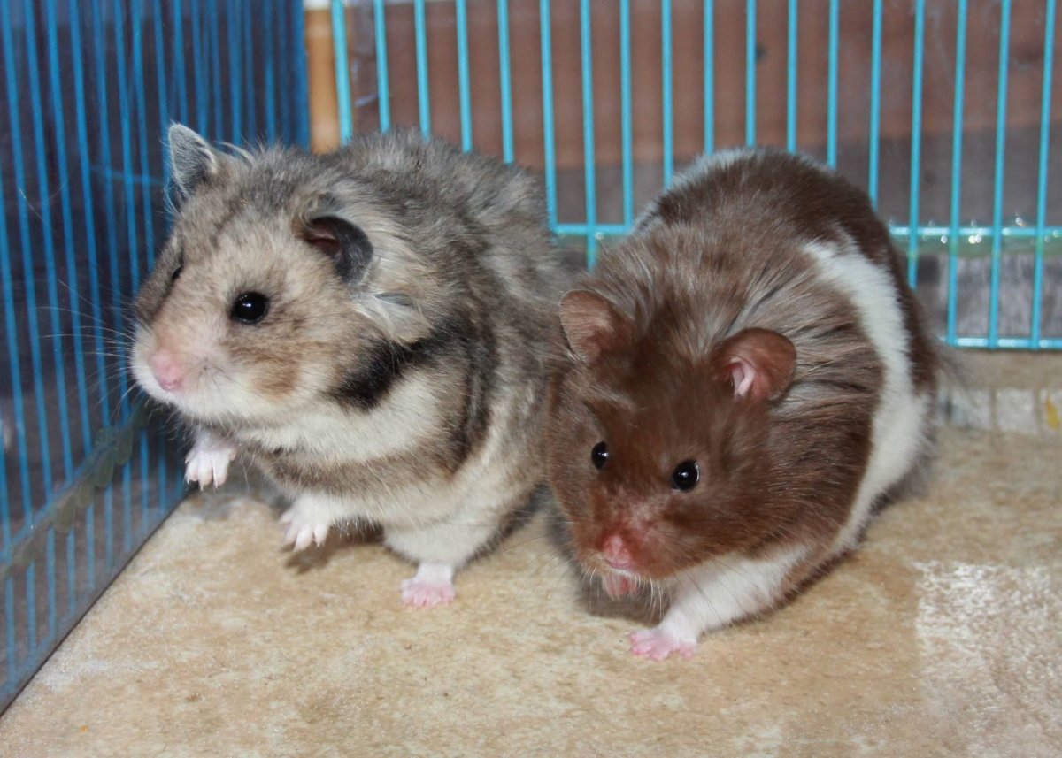 Хомяк сирийский с длинными волосами