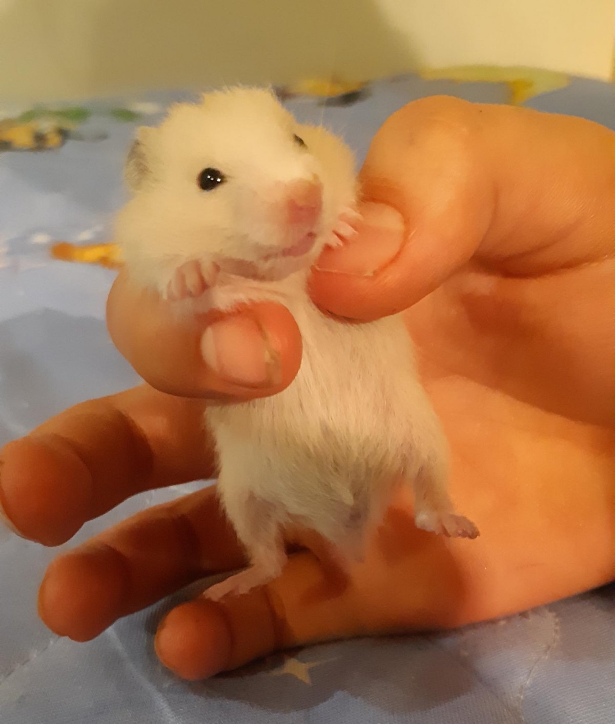 Сирийский хомяк золотистый короткошерстный