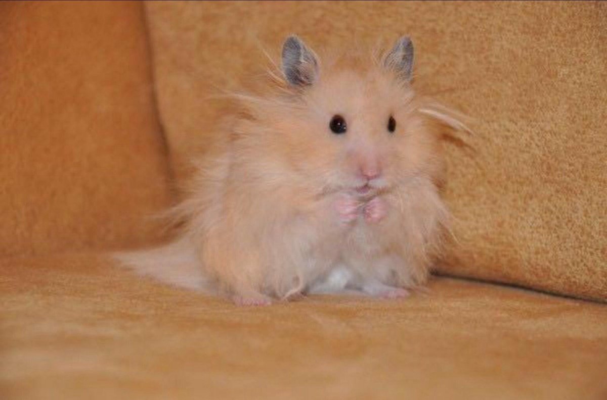 Сирийский ангорский хомяк