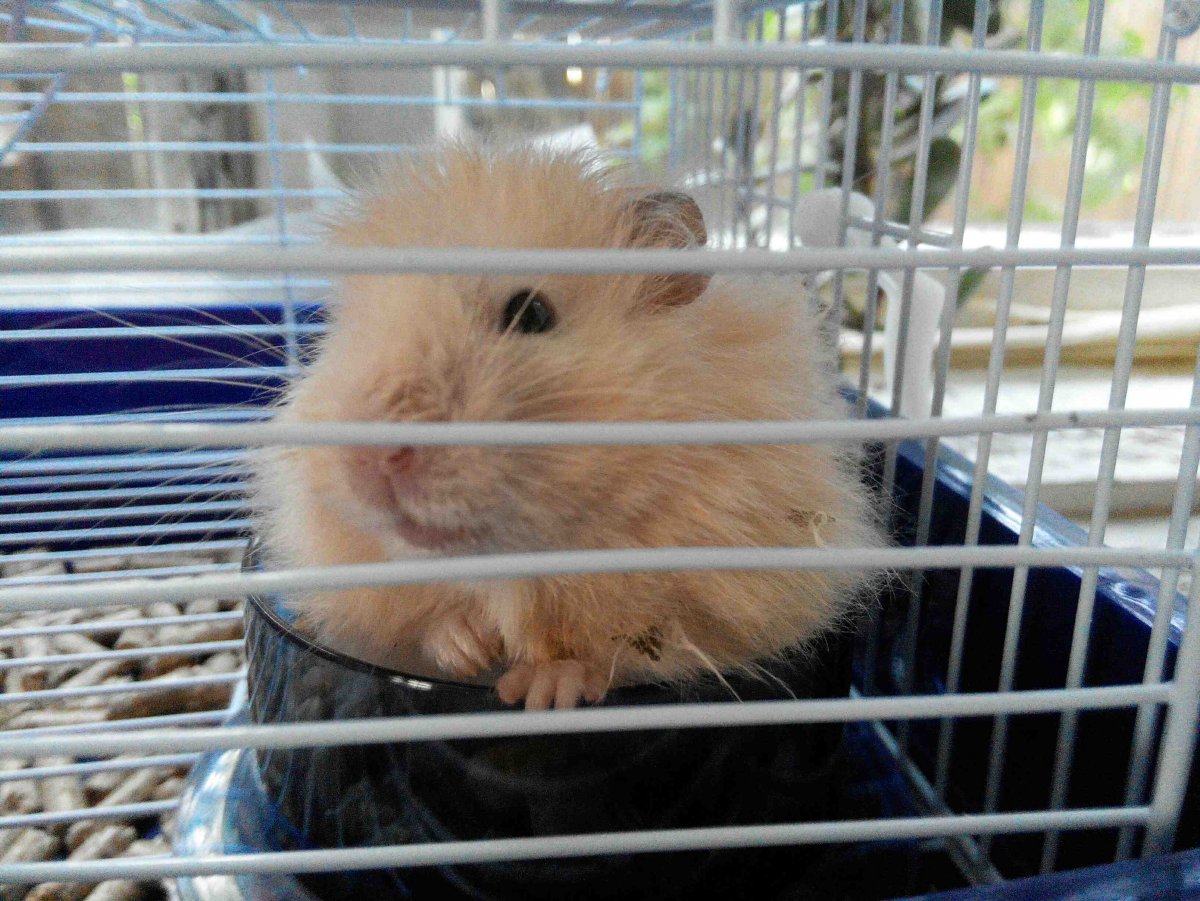 Смешной лохматый сирийский хомяк