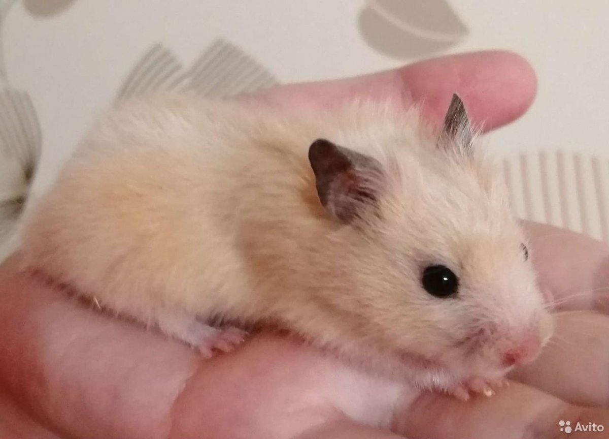 Сирийский хомяк длинношерстный