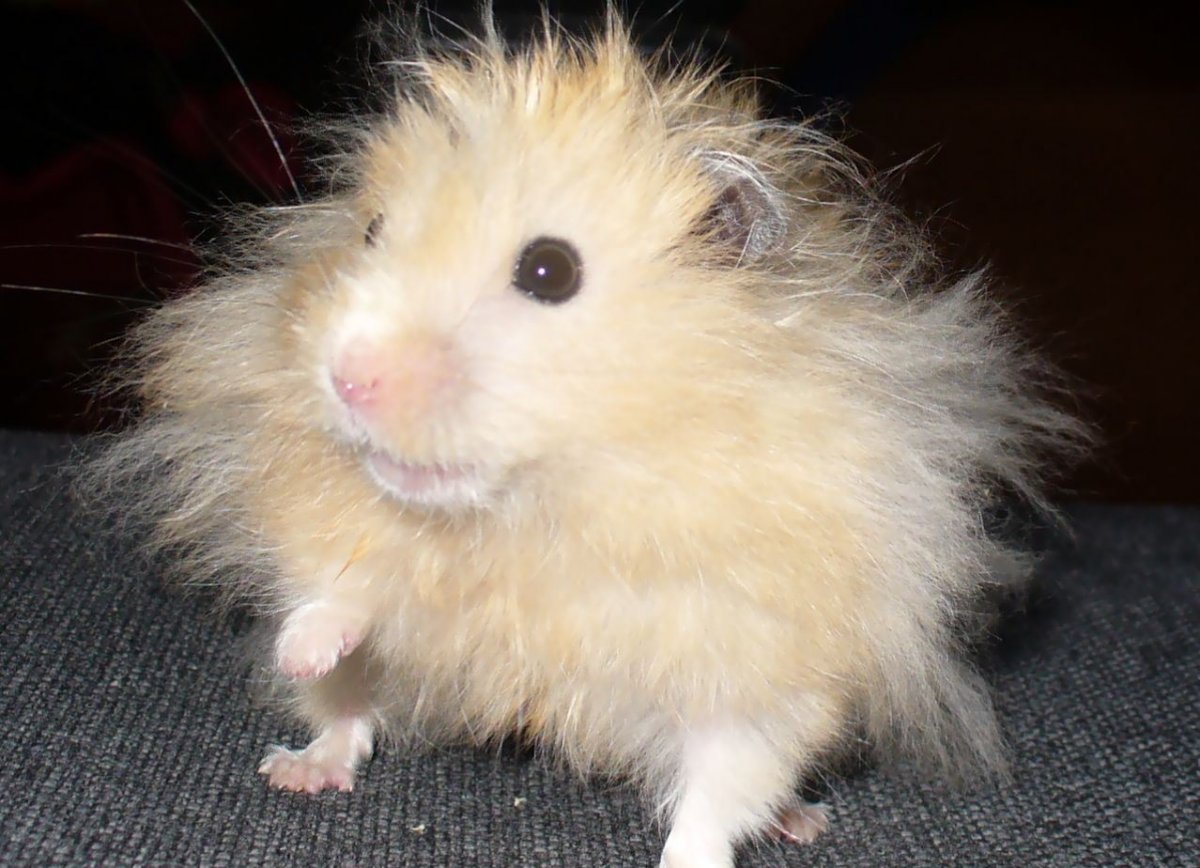 Сирийский хомяк длинношерстный