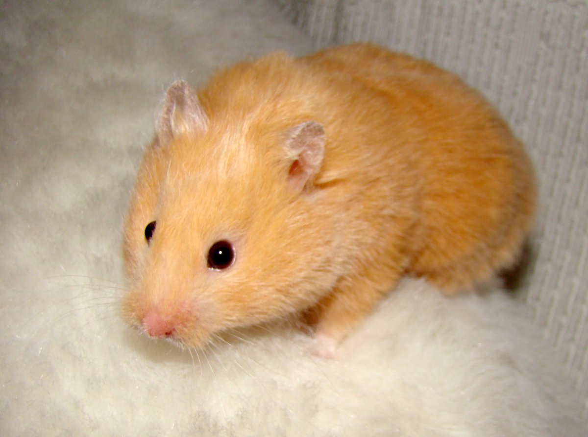 Ангорский хомяк рыжий
