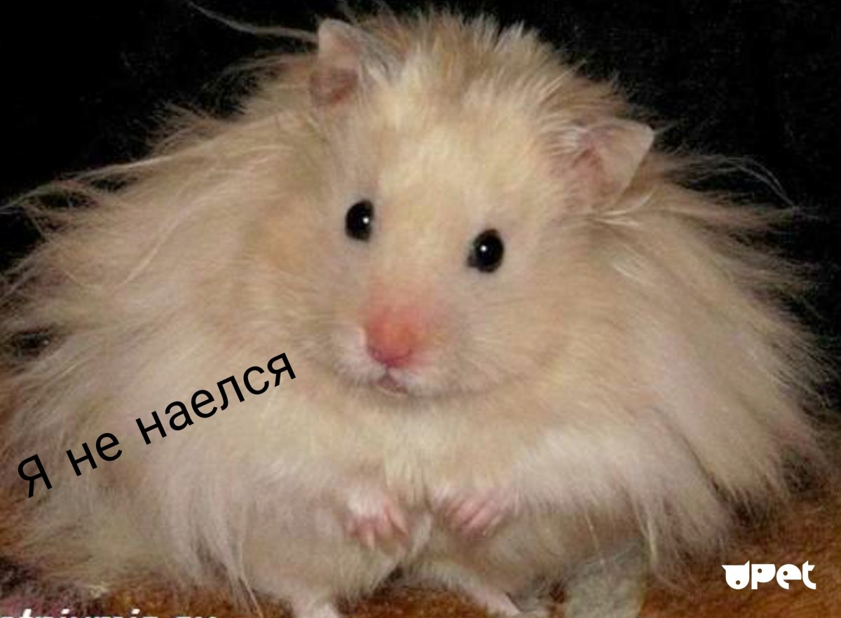 Сирийский ангорский хомяк