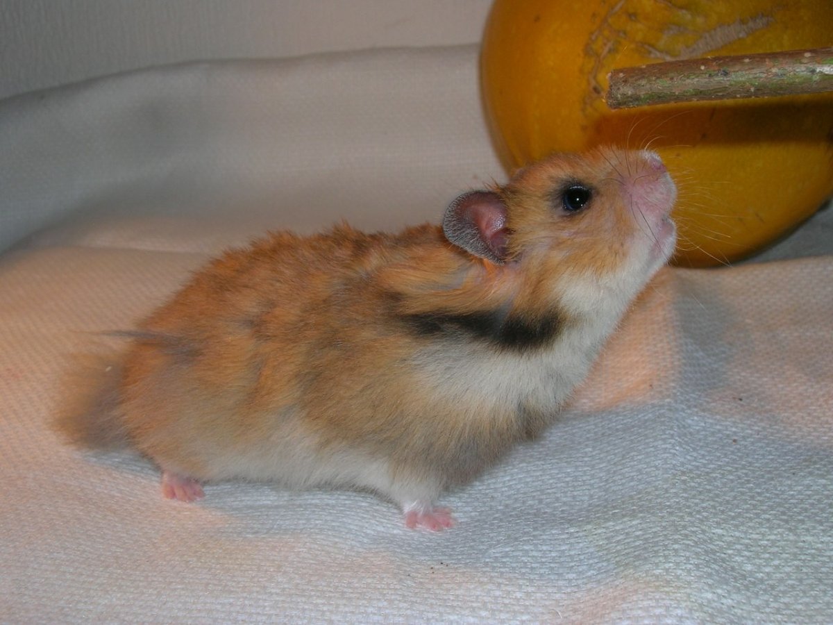 Сирийский хомяк хвост