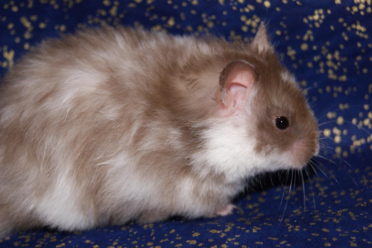 Сирийский ангорский хомяк