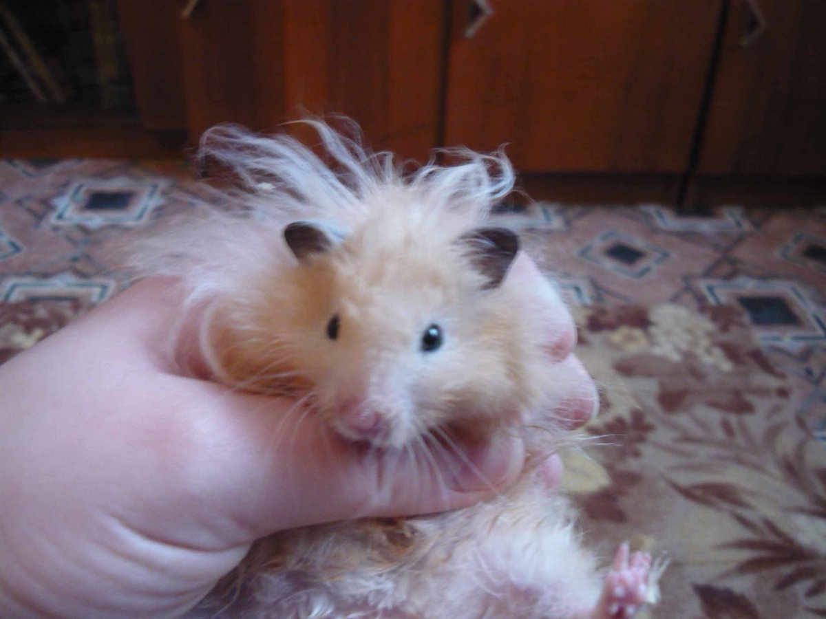 Ангорская крыса