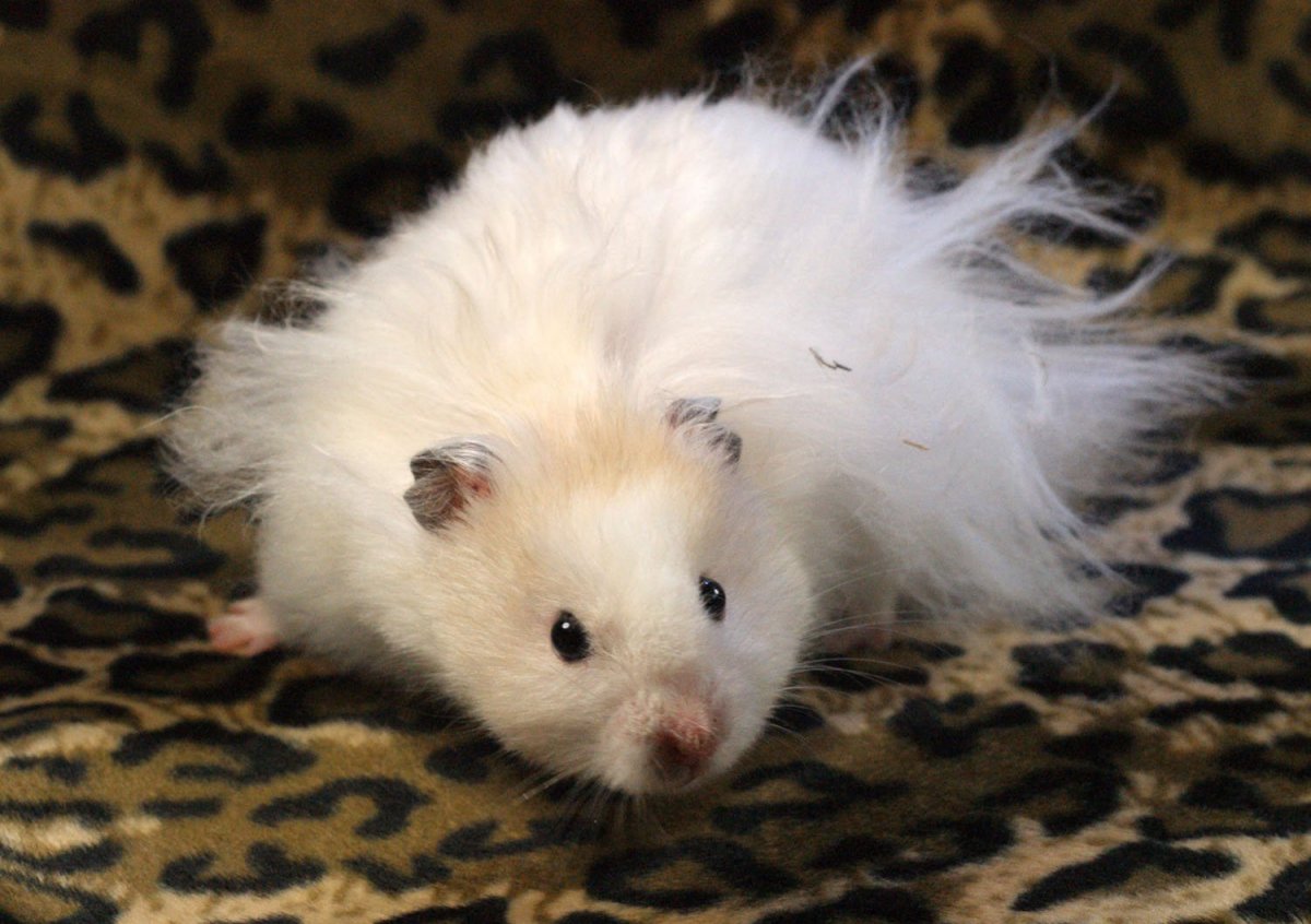 Ангорский хомяк белый