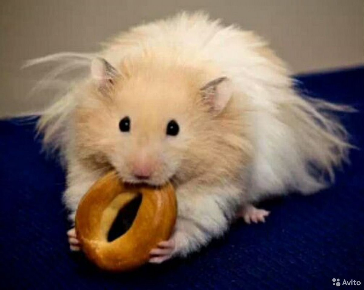 Королевский ангорский хомяк