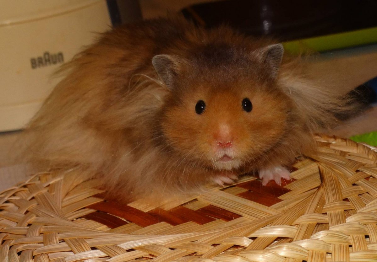 Сибирский и сирийский хомяк