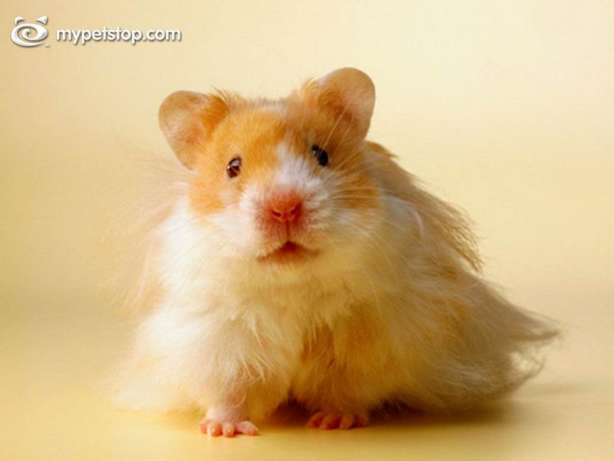 Породы хомяков Королевский