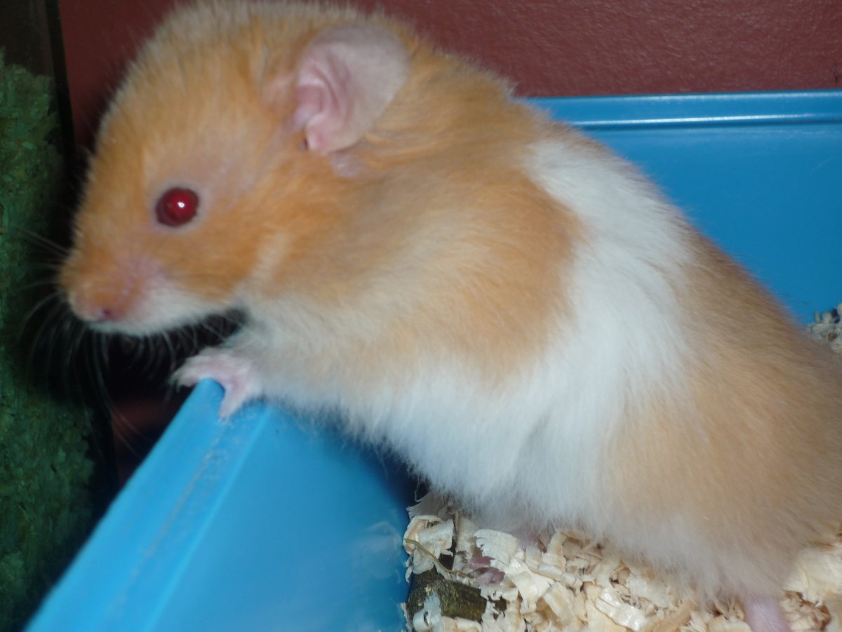 Сирийский хомяк взрослый