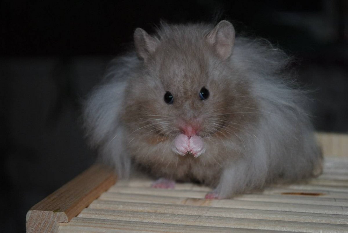 Королевский ангорский хомяк