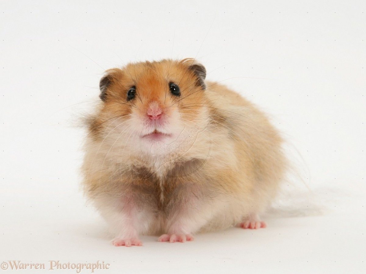 Сирийский хомяк Хома