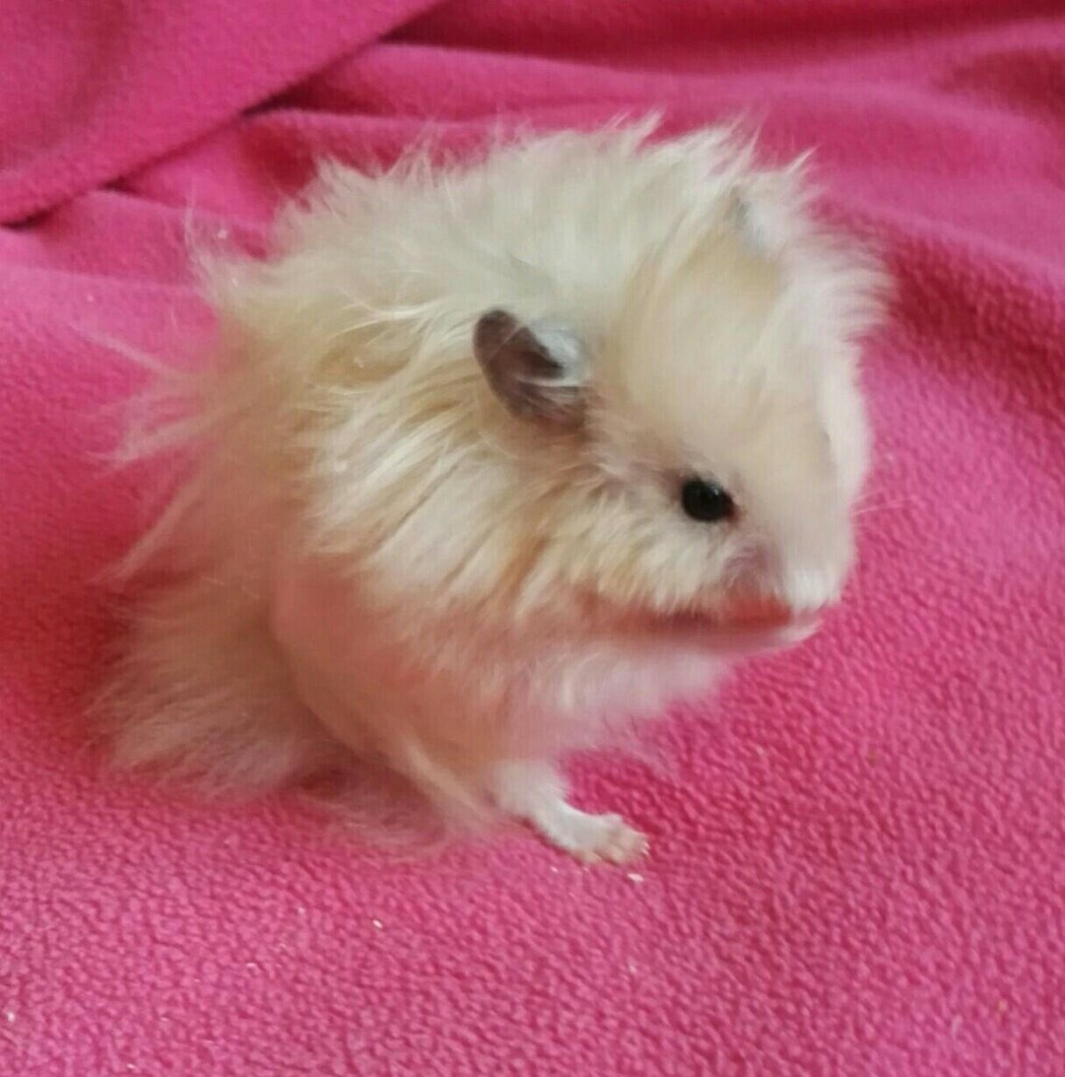 Ангорский сирийский хомячок