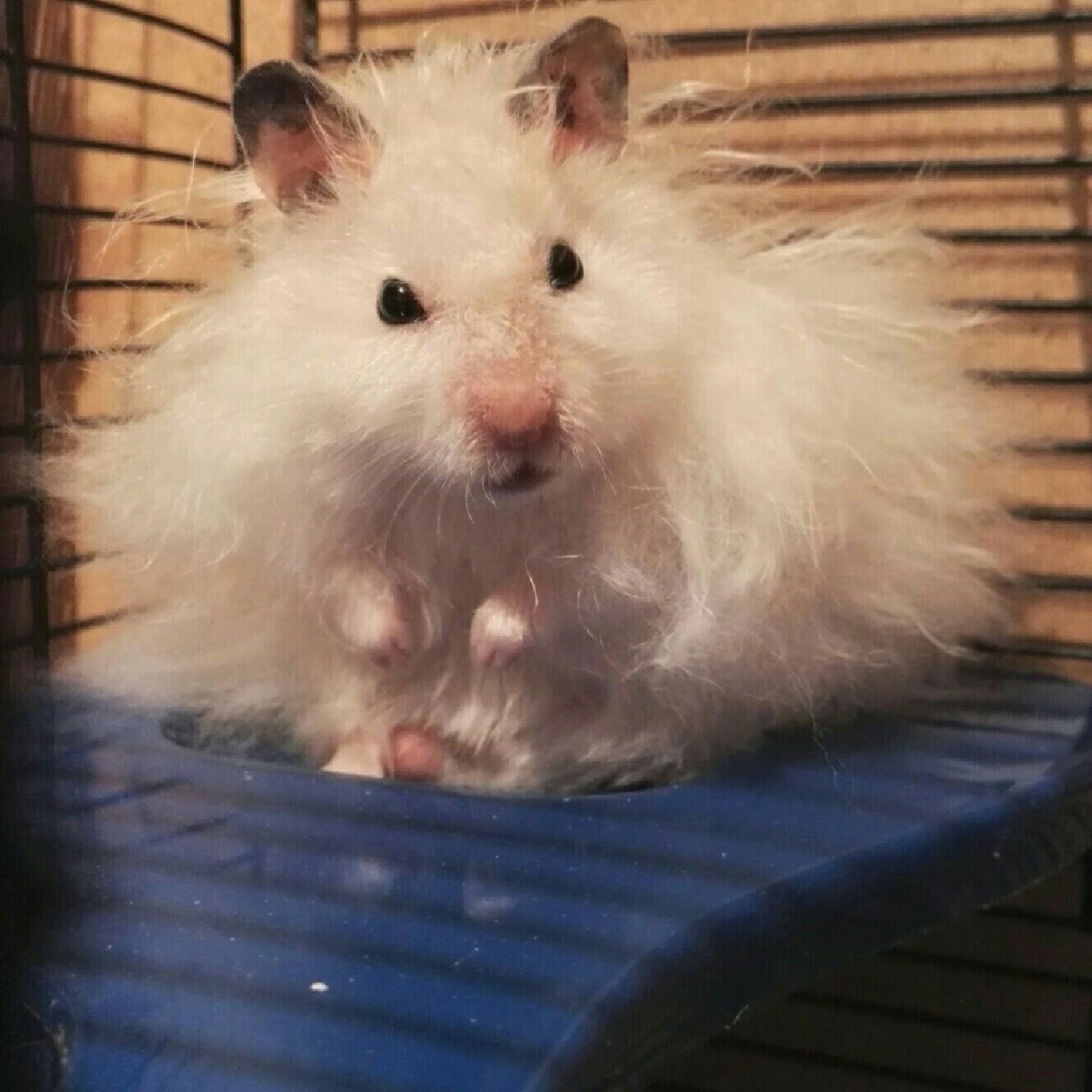 Сирийский ангорский хомяк