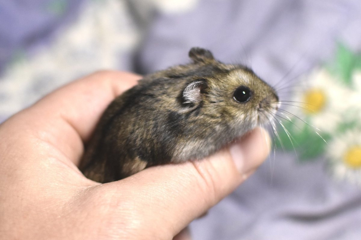 Сирийский хомяк Хома