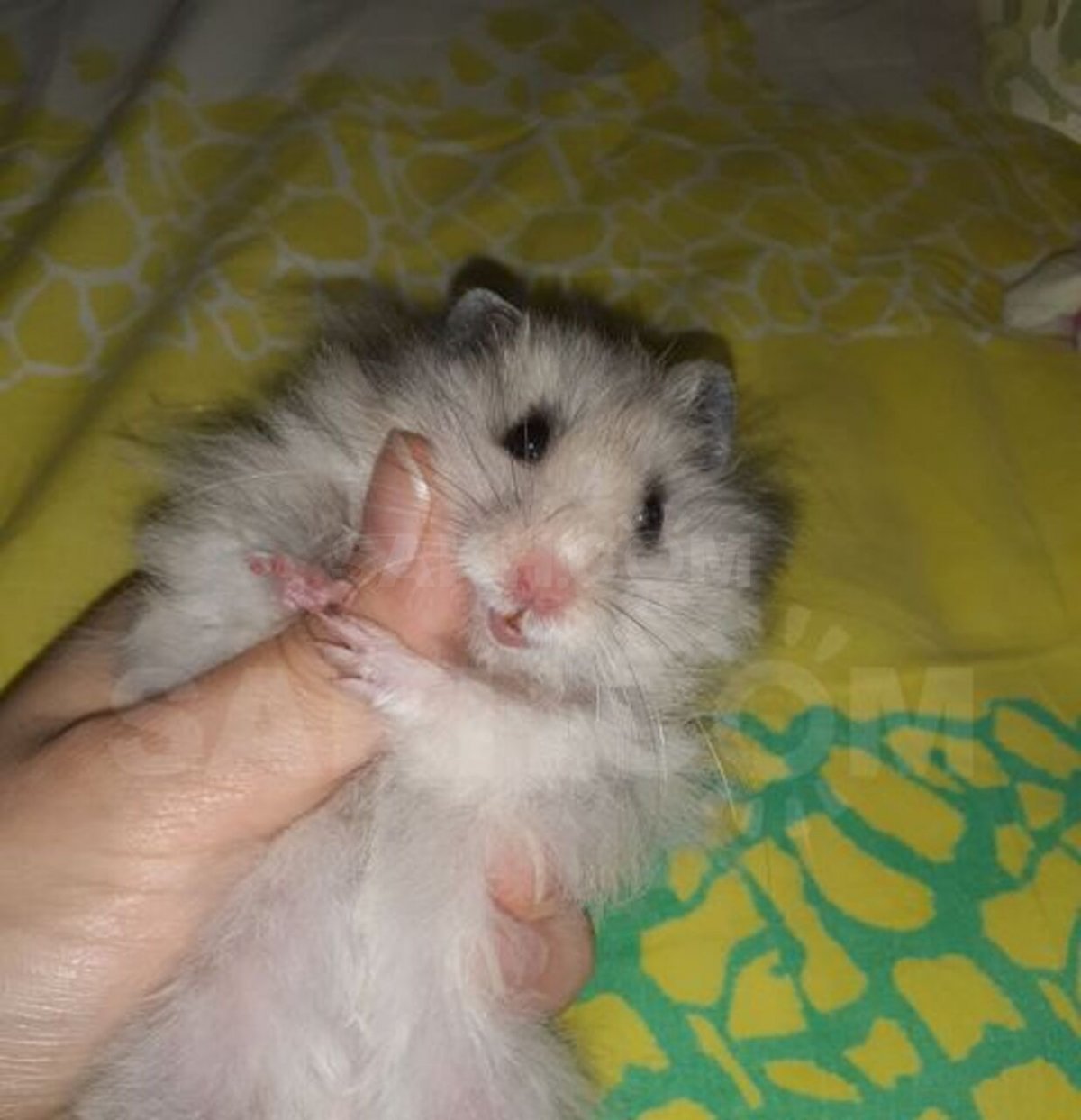 Сирийский хомяк черный длинношерстный