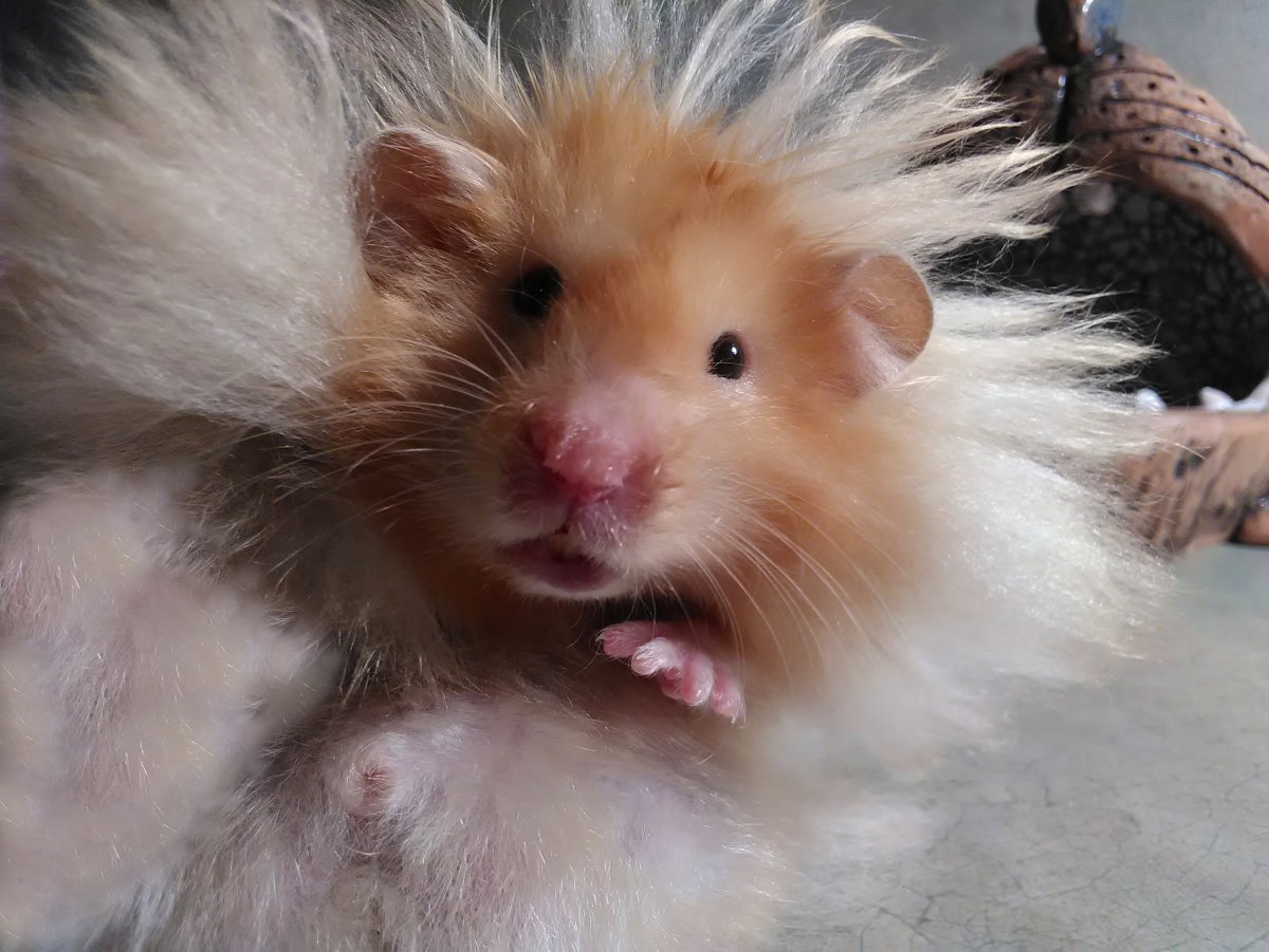 Хомяк ангорский черный сирийский