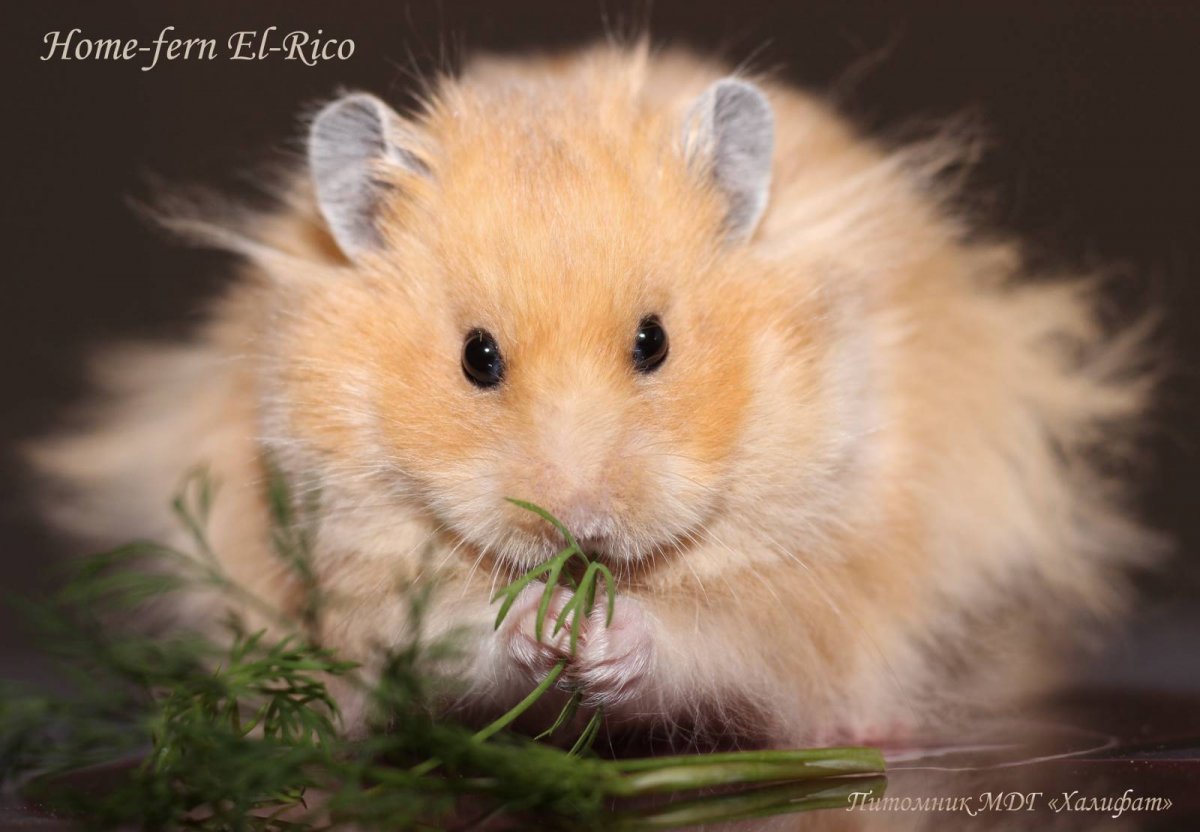 Сирийский карликовый хомяк