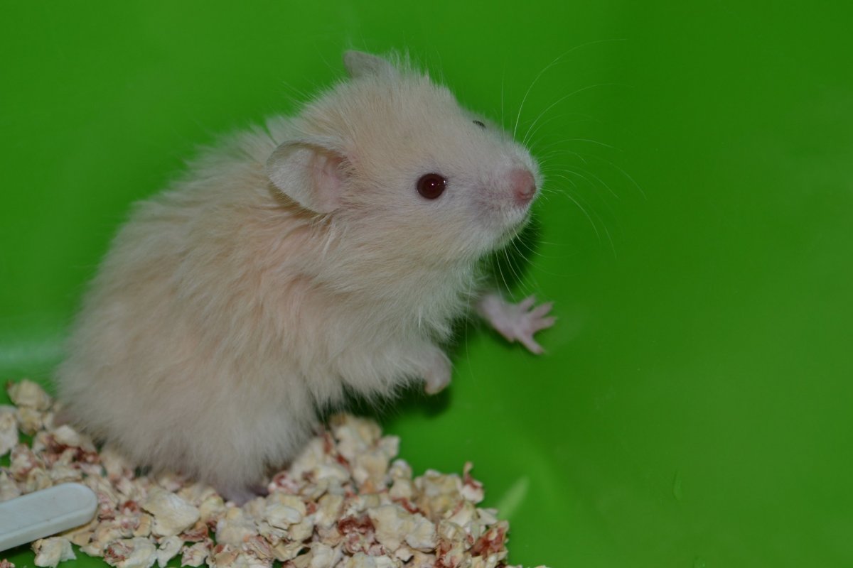 Сирийский хомяк перламутровый