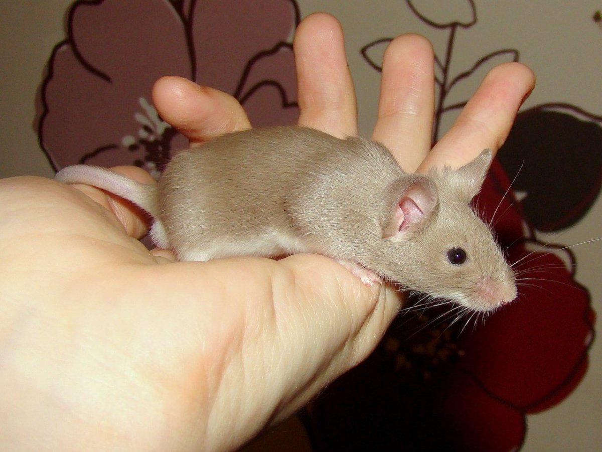 Сатиновая мышь Блэк Тан рекс