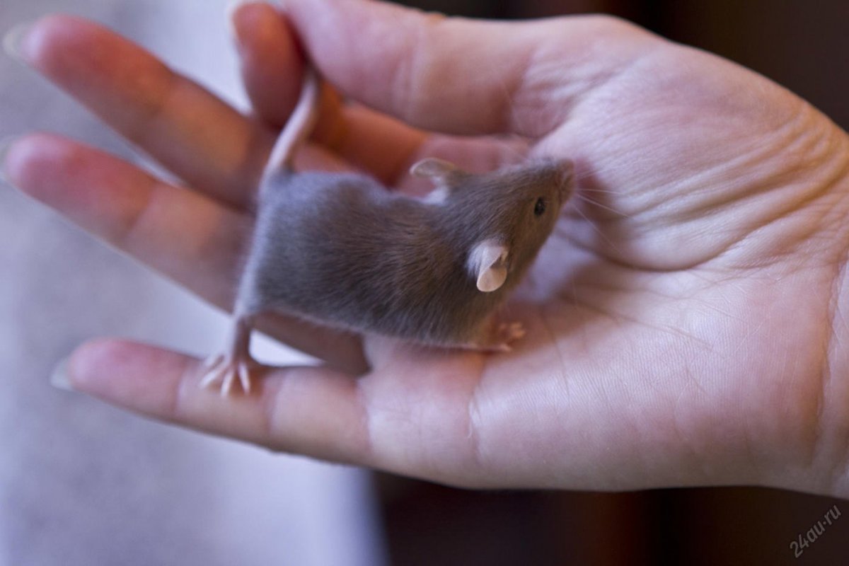 Коричневая сатиновая мышь