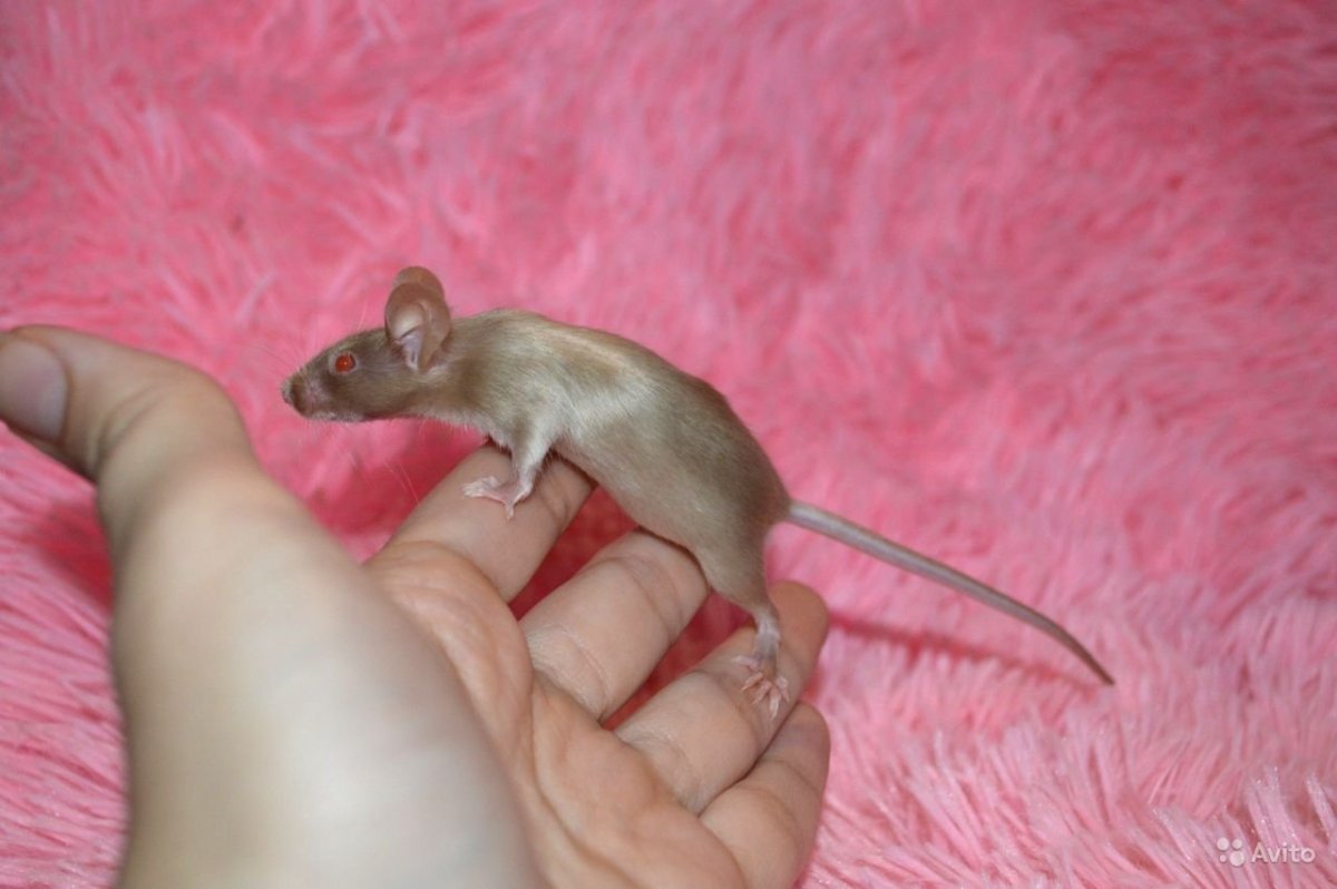 Церковная мышь