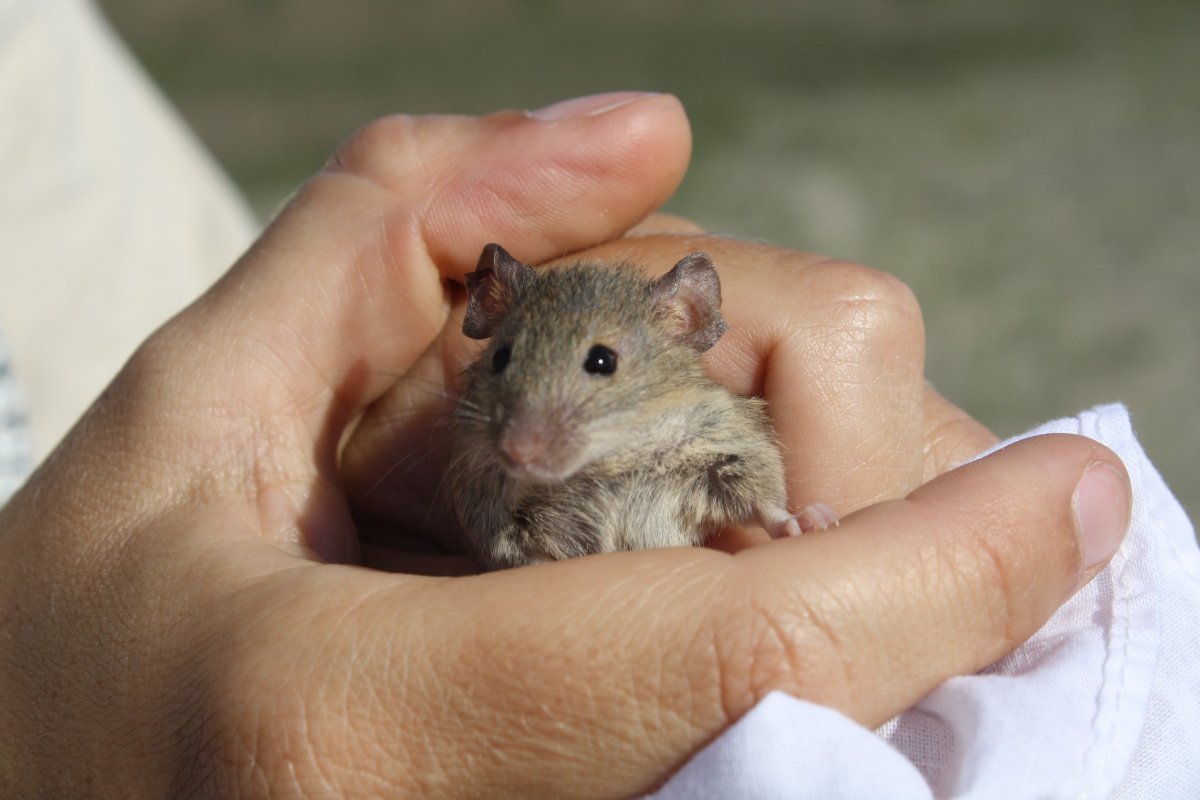Коричневая сатиновая мышь