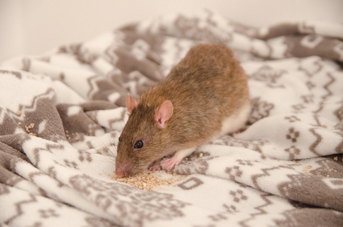 Сатиновая крыса рекс