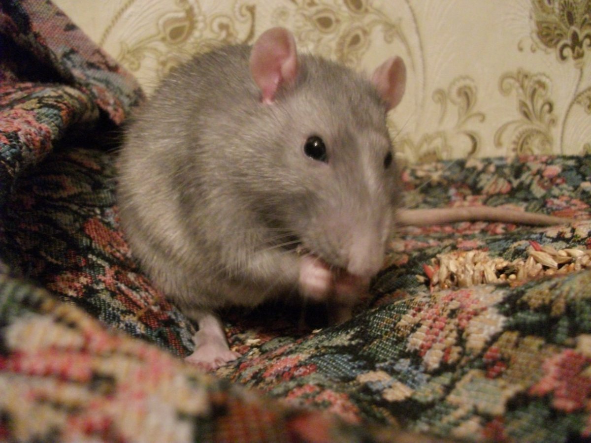 Крысы породы Вистар