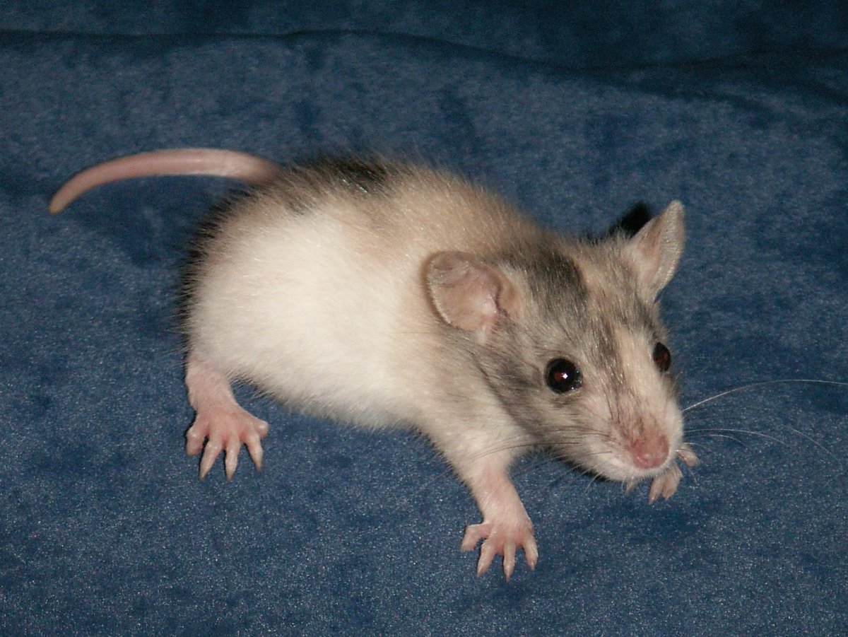 Сатиновая крыса рекс