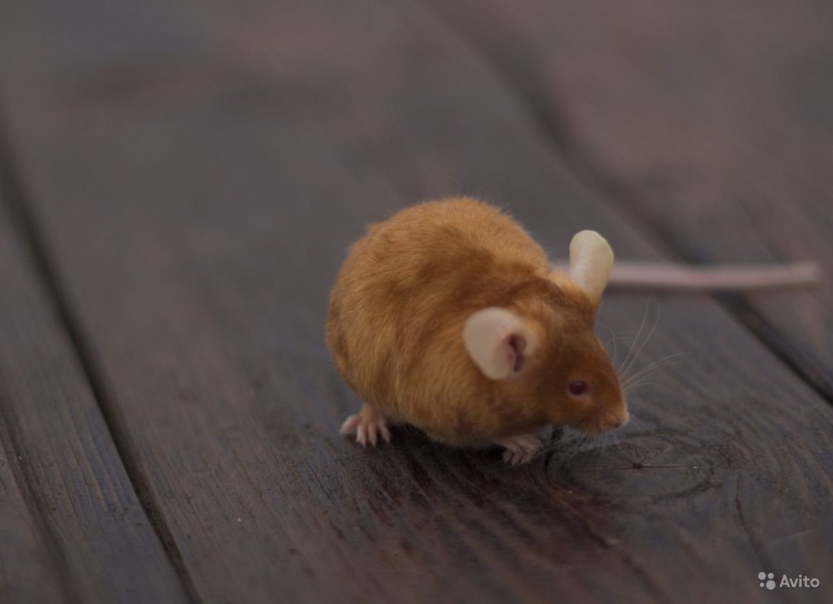 Мышь белая декоративная