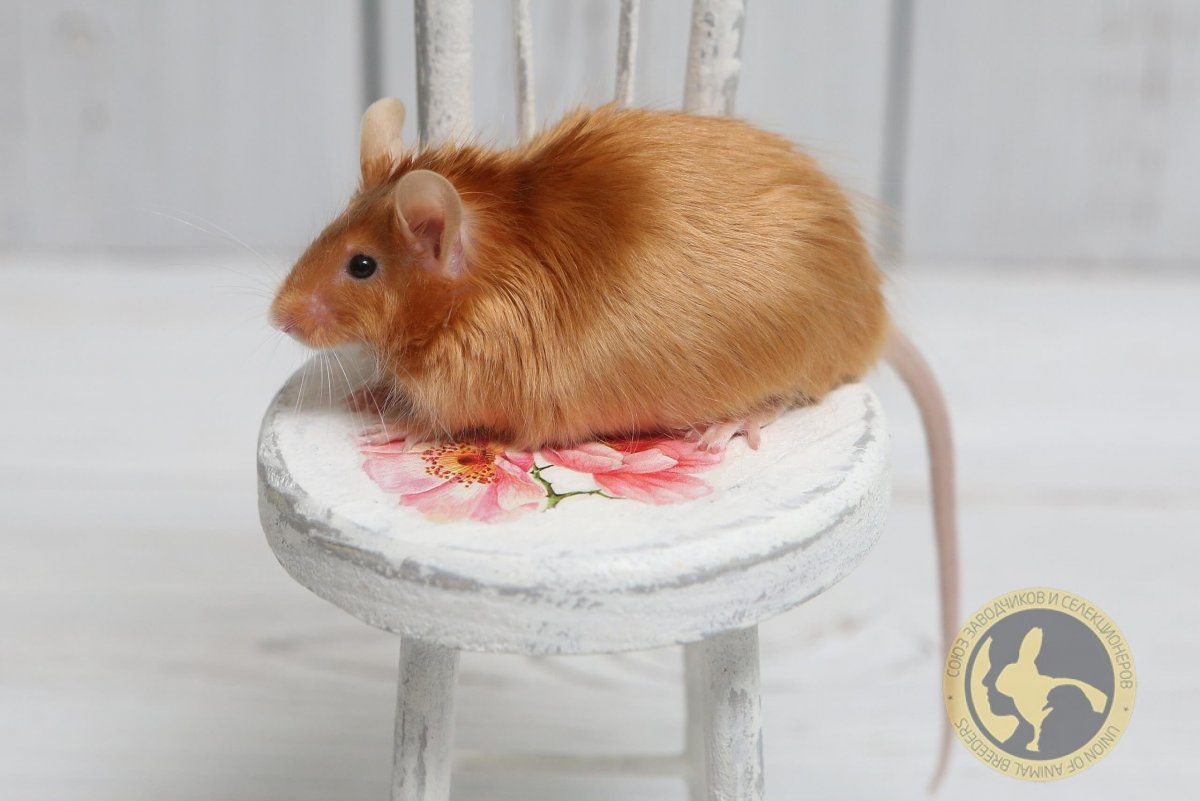 Сатиновая крыса Дамбо