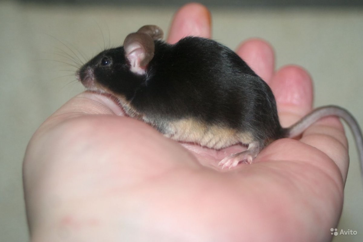 Декоративные рыжие мыши