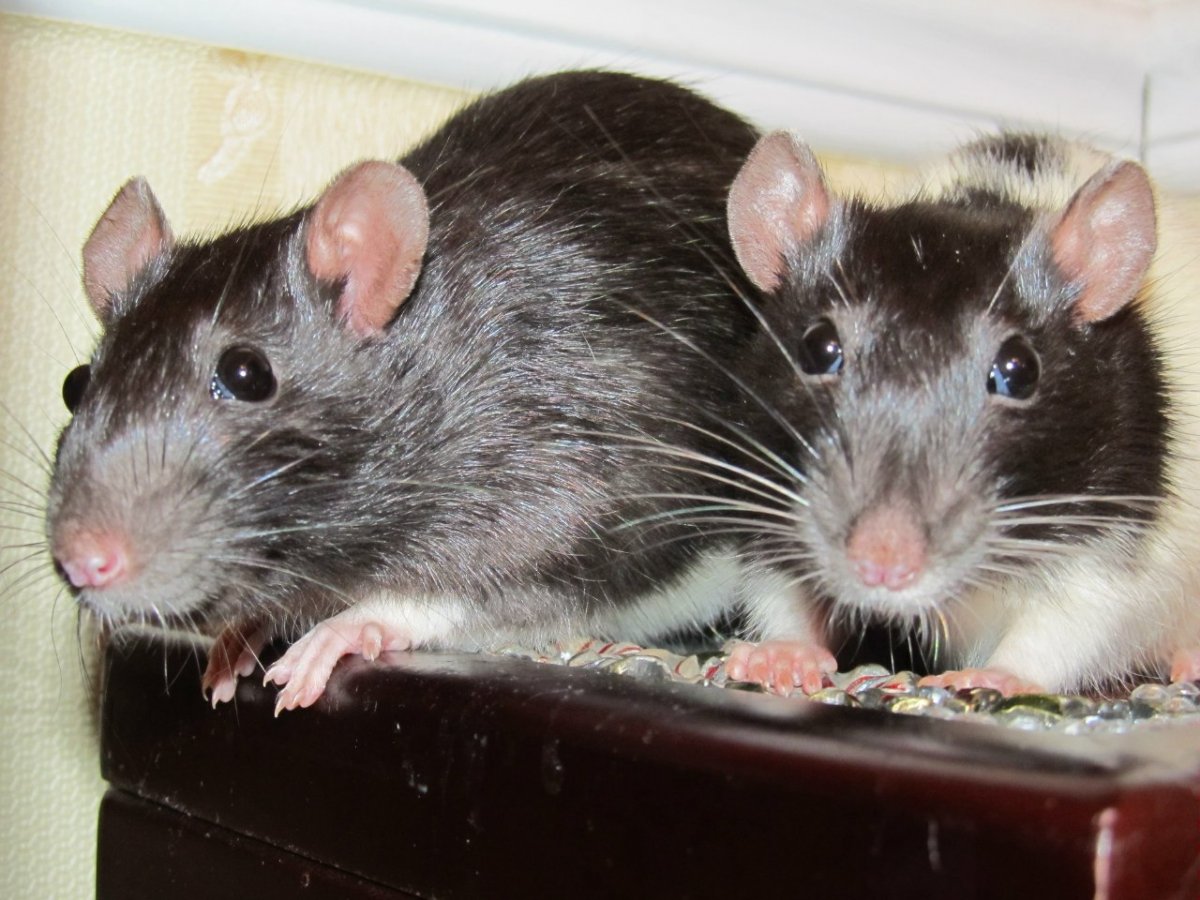 Бесхвостые сатиновые крысы