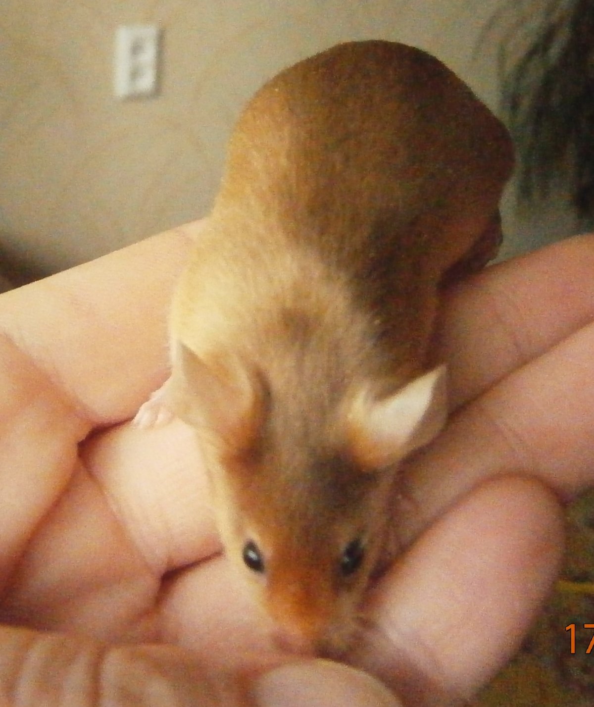 Бурмиз рекс