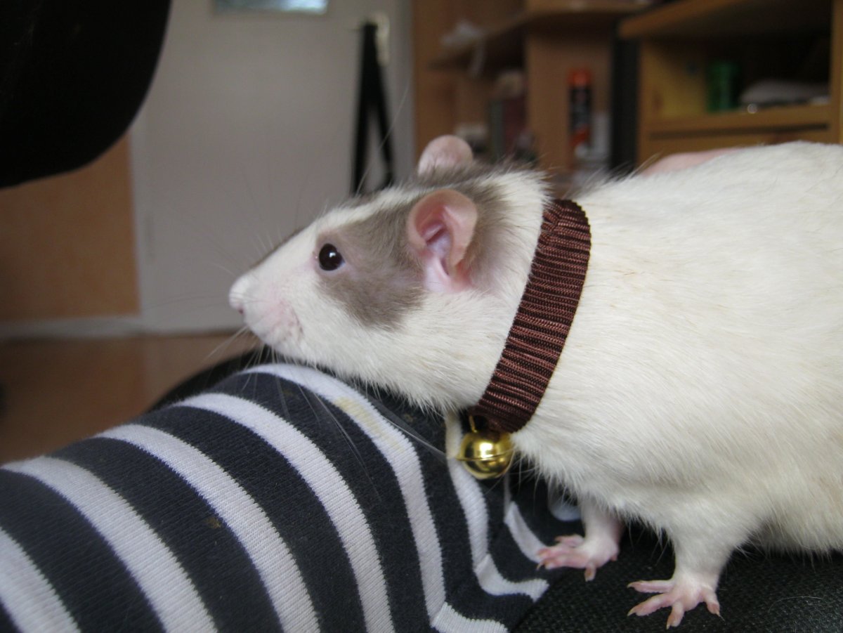 Самая красивая крыса в мире