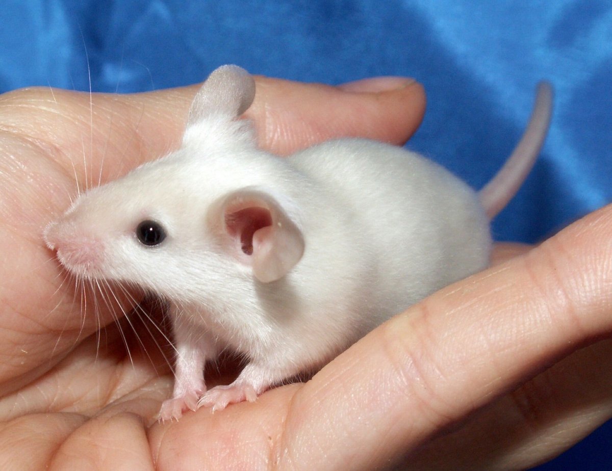 Крыса Дамбо Сиамская