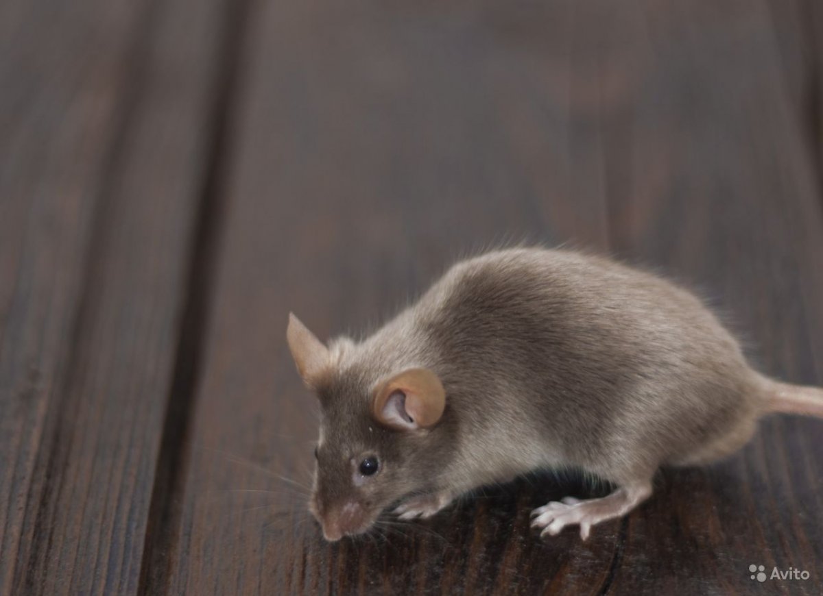 Декоративная крыса Дамбо