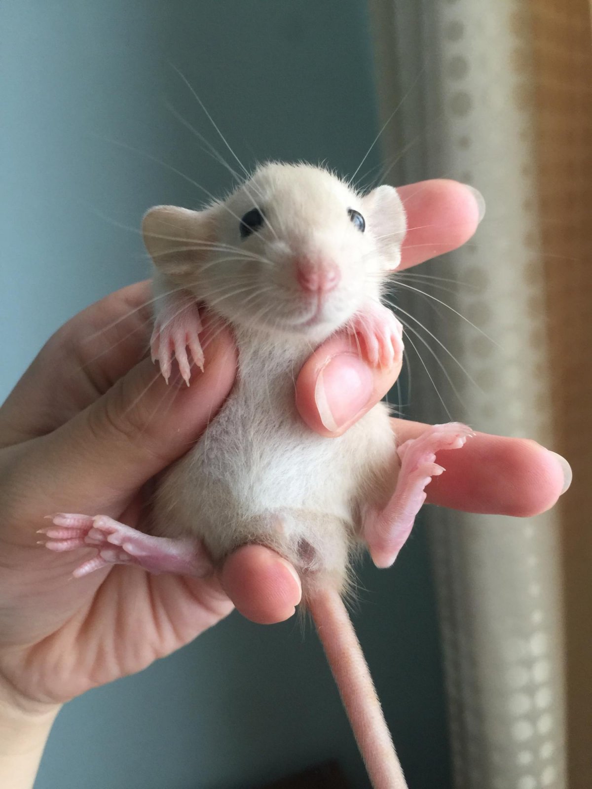 Крыса грызун