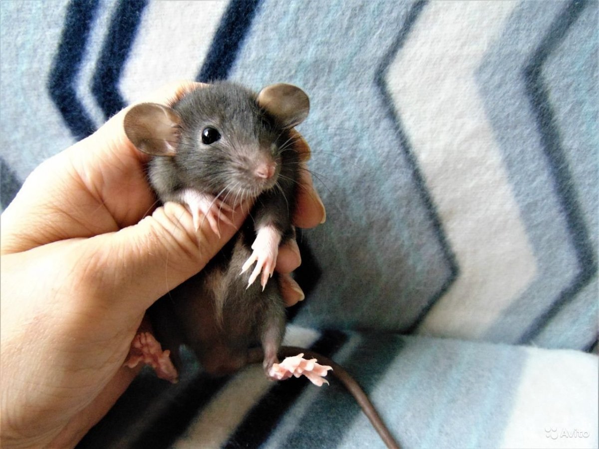 Крыса Дамбо черно белая