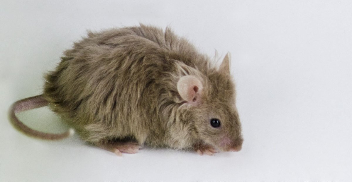 Декоративные мыши