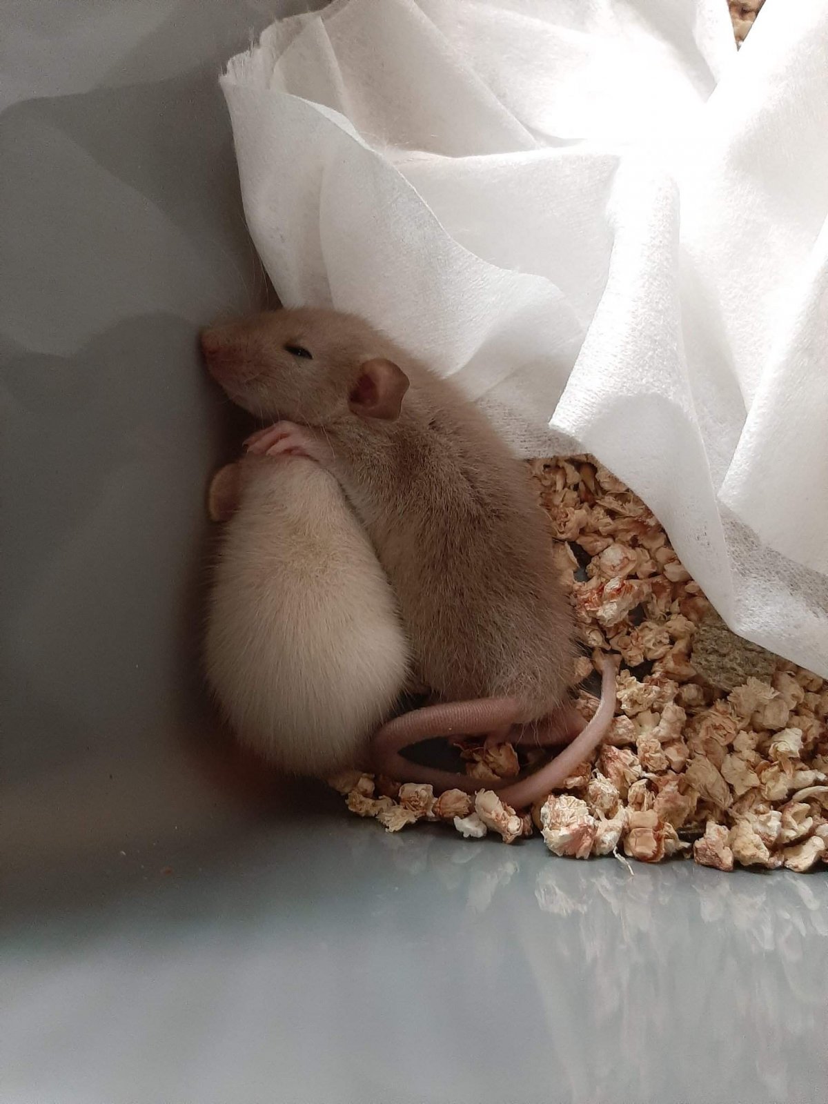 Мышь сатиновая ангорская